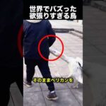 欲張りすぎる鳥…次の瞬間やらかします！（動画）