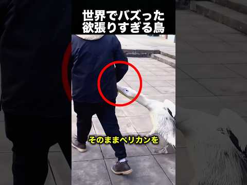 欲張りすぎる鳥…次の瞬間やらかします！（動画）