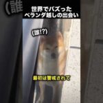 【感動】ベランダ越しの友情…子犬がつないだ奇跡の出会い！（動画）