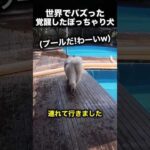 ゆっくりすぎる犬→おやつで覚醒した結果がヤバい！（動画）