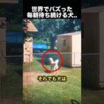 変わらない習慣…犬の切なすぎる行動！（動画）