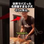 名俳優すぎる子犬…その“演技力”に飼い主も困惑！（動画）