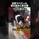 「もう盗まなくていいんだよ」店長と猫の物語！（動画）