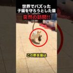 子猫を守ろうとした猫、その優しさに感動！（動画）