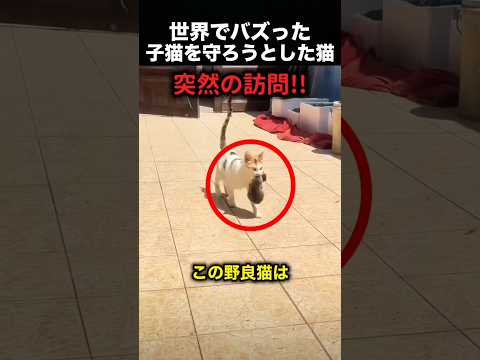 子猫を守ろうとした猫、その優しさに感動！（動画）