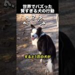飼い主も驚いた…賢すぎる犬の行動にほっこり！（動画）