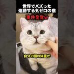 痩せてほしい飼い主 vs 食べたい猫！（動画）