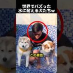 犬はどこまで水に耐えられる？試した結果が最高だった！（動画）