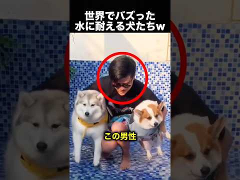 犬はどこまで水に耐えられる？試した結果が最高だった！（動画）