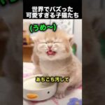 ミルクを飲むだけで大惨事…でも可愛すぎる子猫たち！（動画）