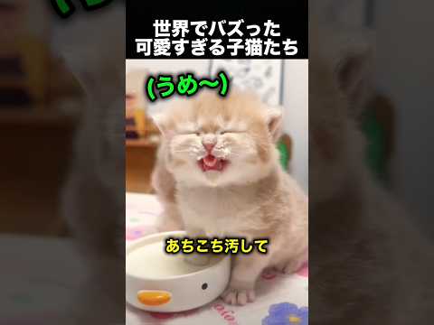 ミルクを飲むだけで大惨事…でも可愛すぎる子猫たち！（動画）