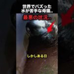 この母猫の行動、見たら忘れられない！（動画）