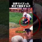 走りでは負ける犬→次の瞬間、天才すぎる展開に！（動画）