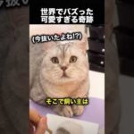 猫の抜け毛で作った結果→可愛すぎる奇跡！（動画）