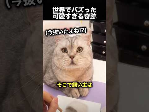 猫の抜け毛で作った結果→可愛すぎる奇跡！（動画）