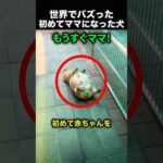初めての出産を終えた母犬の表情に涙が止まらない！（動画）