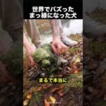 「ここが僕の沼だ！」ワンちゃんの行動が可愛すぎた！（動画）
