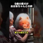 90歳のおばあちゃんが愛犬の誕生日を祝った結果…感動の瞬間！（動画）