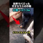 何度失敗しても諦めない…天才カラスの作戦に驚愕！（動画）