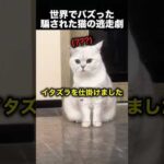勝手に動くボールに猫が大混乱！まさかの逃走劇！（動画）