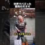 パイナップルを売る犬、その商売センスが天才すぎた！（動画）