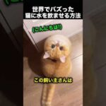 猫が順番待ち！？水を飲みたくなる驚きのアイデア！（動画）