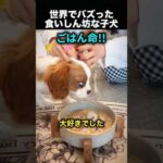 食べるのが早すぎる子犬…まさかの対策にほっこりした！（動画）