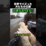 販売車が来ると大興奮！犬たちの日課が尊い！（動画）