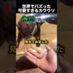 カワウソが女の子を覚えていた…再会の瞬間が可愛すぎる！（動画）