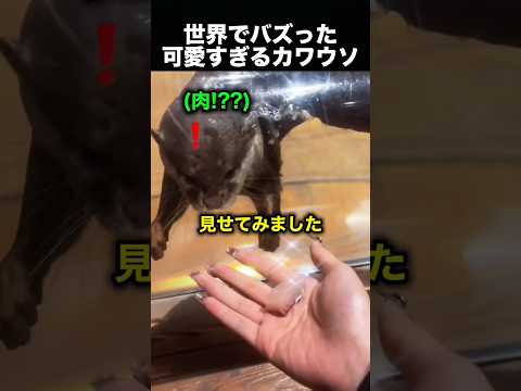 カワウソが女の子を覚えていた…再会の瞬間が可愛すぎる！（動画）