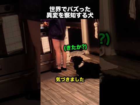 飼い主が危険な状態に…愛犬の行動が凄すぎた！（動画）