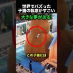 巨大なクマの頂上へ！子猫の大冒険が可愛すぎる！（動画）