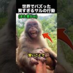バッグの中身まで理解！？賢すぎるサルの行動が話題！（動画）