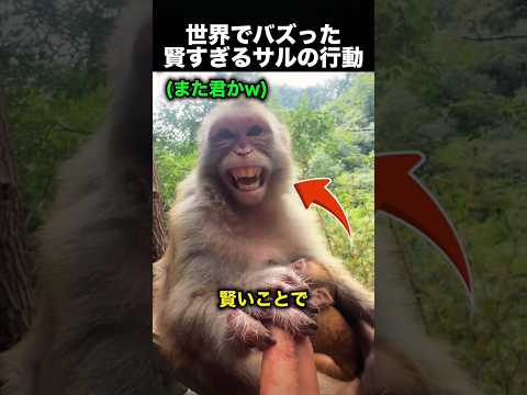 バッグの中身まで理解！？賢すぎるサルの行動が話題！（動画）