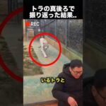 人間よりトラがびっくり！？予想外のリアクションが可愛すぎた！（動画）
