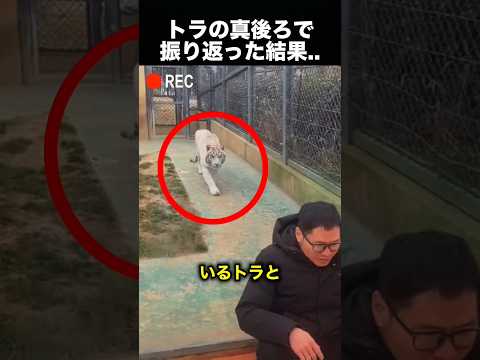 人間よりトラがびっくり！？予想外のリアクションが可愛すぎた！（動画）
