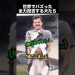 おばあちゃんに甘やかされすぎた犬の末路！（動画）