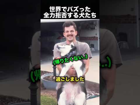 おばあちゃんに甘やかされすぎた犬の末路！（動画）