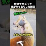 「そこそこ！」シカがうっとりした瞬間が可愛すぎる！（動画）