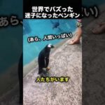 迷子になったペンギンを救った男性の優しさに感動！（動画）