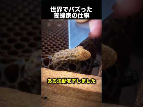 養蜂家が女王バチの巣房を切る理由！（動画）