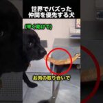 犬にも思いやりはある…優しすぎる瞬間が話題に！（動画）