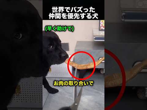 犬にも思いやりはある…優しすぎる瞬間が話題に！（動画）