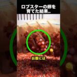 買ったロブスターから発見…孵化させたら信じられない結果に！（動画）