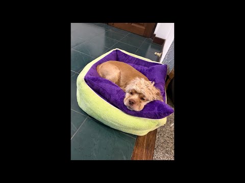 本日も瞑想です。17時半から質問回答。そろそろタイ帰国🇹🇭（動画）