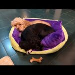 本日も瞑想です。チェンマイのコワーキングから配信🧘 ※過去動画に目次いれた（動画）