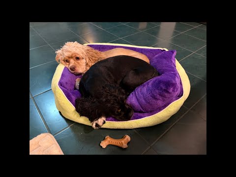 本日も瞑想です。チェンマイのコワーキングから配信🧘 ※過去動画に目次いれた（動画）