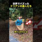 高い木からドリアンを落とす男性→その収穫方法に驚愕！（動画）